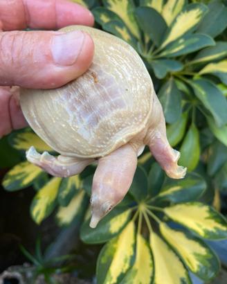 Tartaruga Pelodiscus sinensis albine