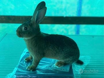 Conigli Leprini di Viterbo