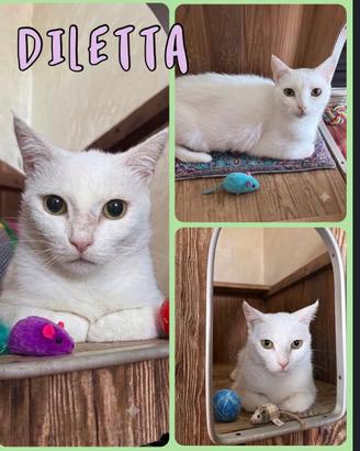 Gattina in adozione