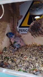 Lory  Arcobaleno 