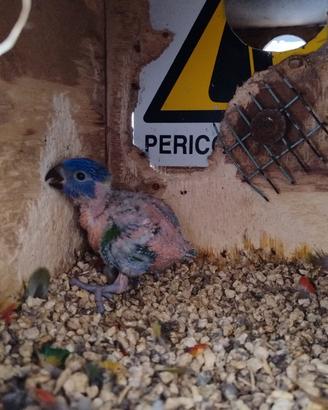 Lory  Arcobaleno 