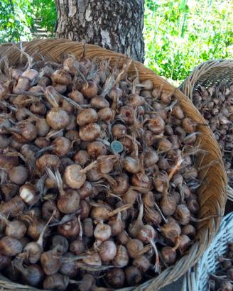 bulbi di zafferano bio