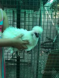 Galline adulte morosetta