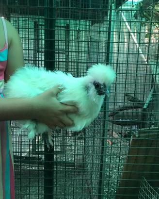 Galline adulte morosetta