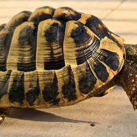 Tartaruga adulta specie T. Hermanni B