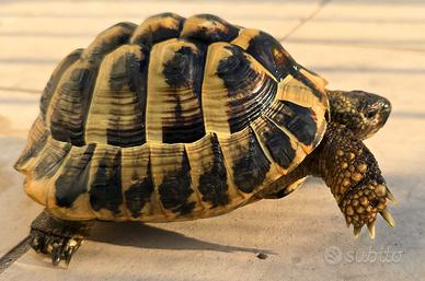 Tartaruga adulta specie T. Hermanni B