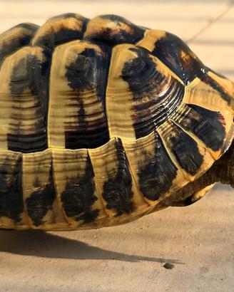 Tartaruga adulta specie T. Hermanni B