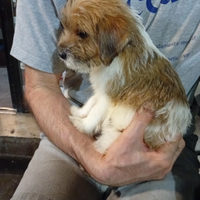 Jack Russell a pelo lungo
