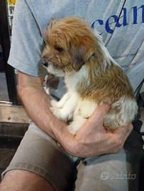 Jack Russell a pelo lungo