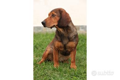 Dachesbrachecke femmina 5 anni