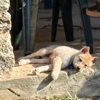 Cucciolo cane lupo cecoslovacco
