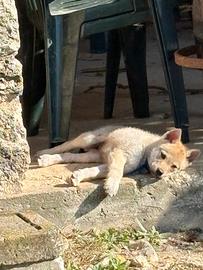 Cucciolo cane lupo cecoslovacco