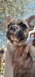 Bulldog francese cuccioline