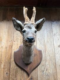 Splendida coppia di caprioli tassidermizzati