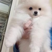 Cucciola bianca di Pomerania 4 mesi
