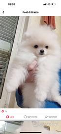 Cucciola bianca di Pomerania 4 mesi