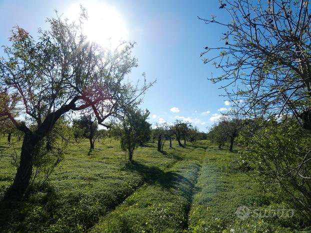 Siracusa, c.da Chiusazza, terreno 2,5 con acqua