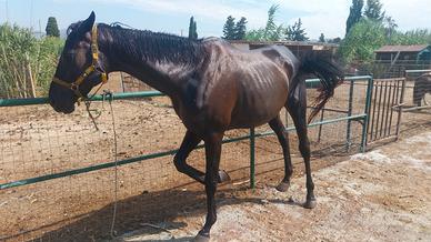 cavalli