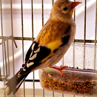 Cardellini major mutati cardinalini canarini verd