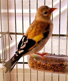 Cardellini major mutati cardinalini canarini verd