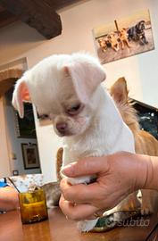 Chihuahua cucciola femmina