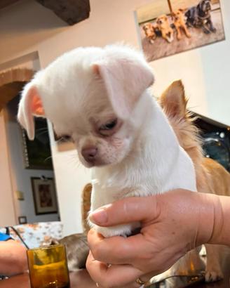 Chihuahua cucciola femmina