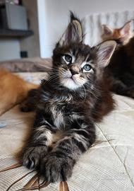 Maine coon