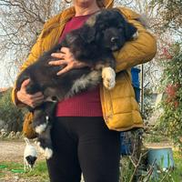 Cuccioli pastore del Caucaso