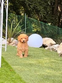 Cucciolo di barboncino
