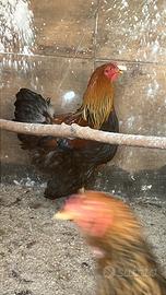 Gallo Brahma Perniciato oro