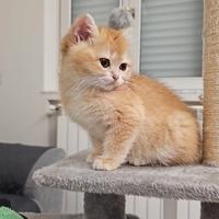 British shortair golden