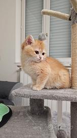 British shortair golden