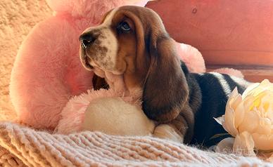 Basset Hound Pedegree Enci