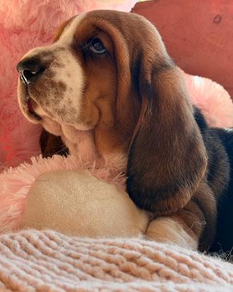 Basset Hound Pedegree Enci