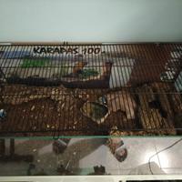 Animali terrario, teca per rettili