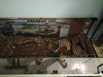 Animali terrario, teca per rettili