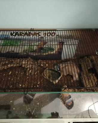 Animali terrario, teca per rettili