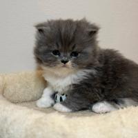 Cucciolo Persiano Bicolore