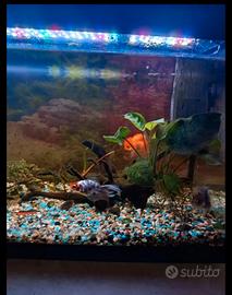 acquario 80 litri 