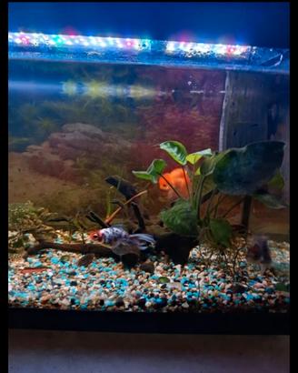acquario 80 litri 