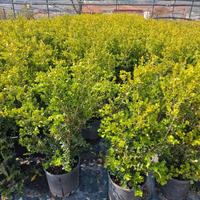 Boxus rotundifolia per la tua siepe 