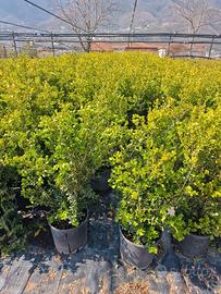 Boxus rotundifolia per la tua siepe 