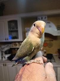 Inseparabili allevato a mano