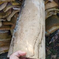 tegole antiche (coppi)