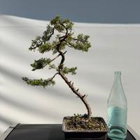 Bonsai ginepro hitoigawa
