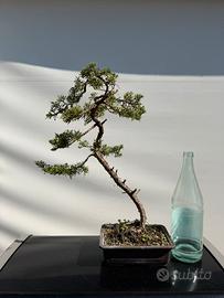Bonsai ginepro hitoigawa