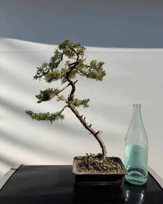 Bonsai ginepro hitoigawa