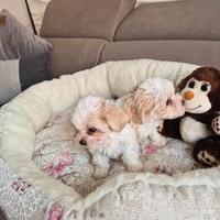Cuccioli maltipoo