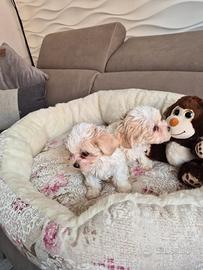 Cuccioli maltipoo
