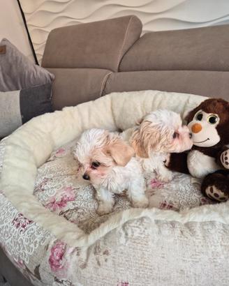 Cuccioli maltipoo